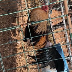 Meet your Posher, Urpapi